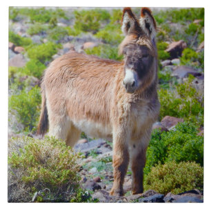 Tierfliese, Keramik, wilde Burros, Esel Fliese