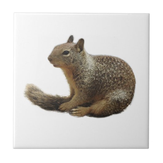Tierfliese, Keramik, wilde Tiere, Eichhörnchen Fliese (Vorderseite)