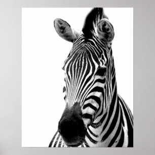 TierFoto des wilden Dschungels des Zebra Poster