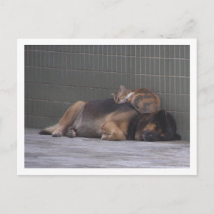 Tierfreunde Katze Hund schlafen zusammen Postkarte