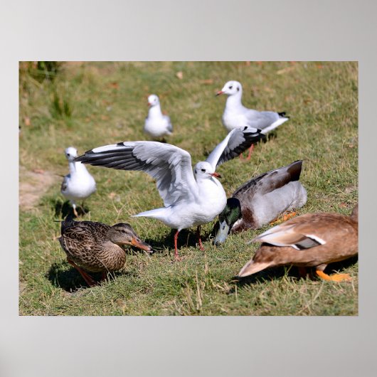Tiergürtel und Enten auf Gras Poster (Vorne)