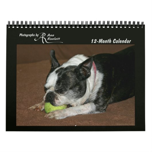 Tierische Fotos - 12-monatiger Kalender (Titelbild)