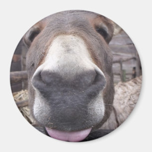 Tierische Linie - burriquito Arre Magnet