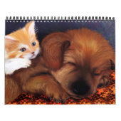 Tierkalender 2013 kalender (Titelbild)