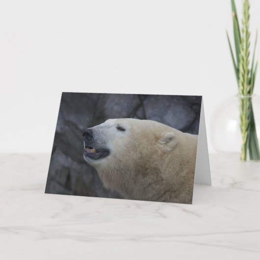 Tierkarten, Eisbär Feiertagskarte (Vorderseite)