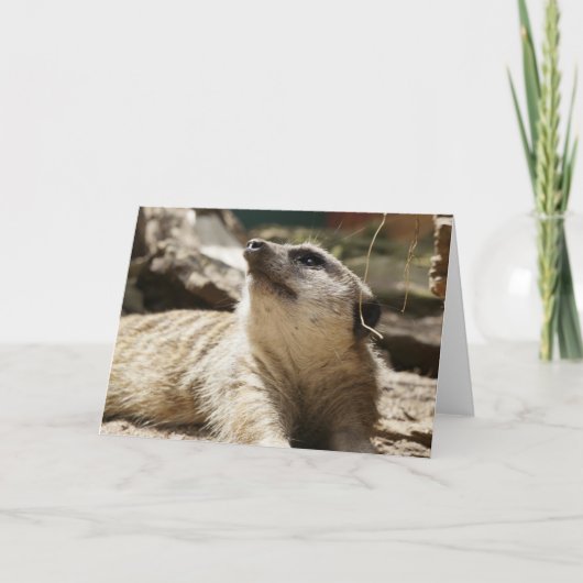 Tierkarten, Meerkats Feiertagskarte (Vorderseite)