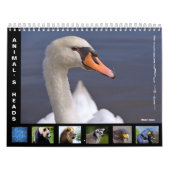 Tierköpfe 12 Monate Kalender (Titelbild)