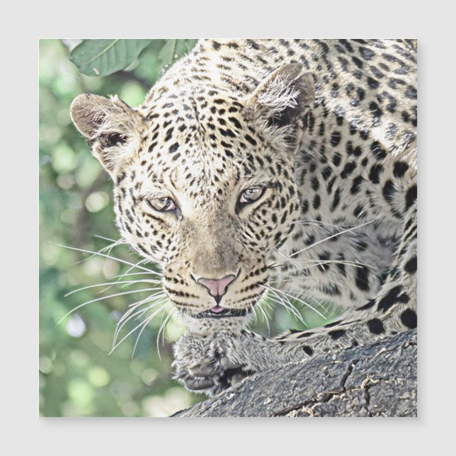 Tierleopard 2 magnetkarte (Vorderseite)