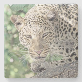 Tierleopard 2 steinuntersetzer (Vorderseite)