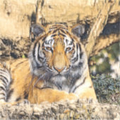 TierMix_Tiger_009 Aufkleber (Vorderseite)