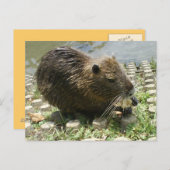 Tierpostkarte "nahrhafte Ratte" Postkarte (Vorne/Hinten)