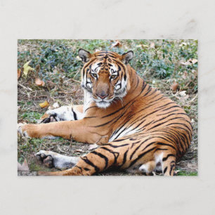 TierPostkarte Postkarte