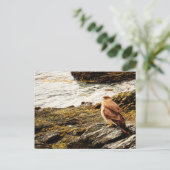 Tierra del Fuego, Argentinien Postkarte (Stehend Vorderseite)