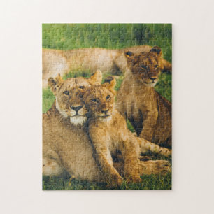 Tierrätsel Mutter und Baby Animal Lion Fotogr Puzzle