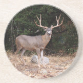 Tierreihe - Hirsche Untersetzer (Vorne)
