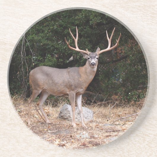 Tierreihe - Hirsche Untersetzer (Vorne)