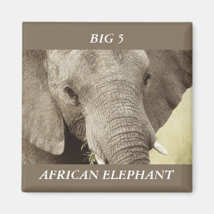 Tiersafarimagneten des afrikanischen Elefanten Magnet