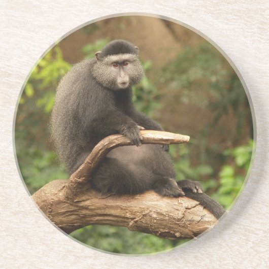 Tierserien - Einziger Affe auf der Limette Sandstein Untersetzer (Vorne)