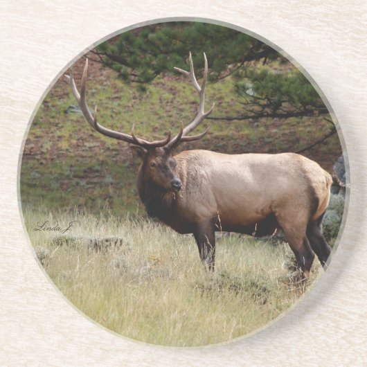 Tierserien - Elche im wilden Untersetzer (Vorne)
