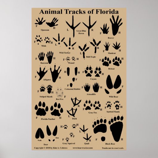 Tierspuren von Florida 24x36 Poster (Vorne)
