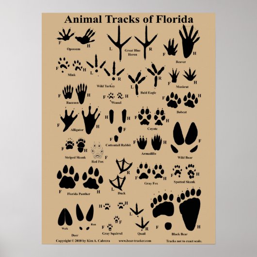 Tierspuren von Florida Poster (Mittel) (Vorne)