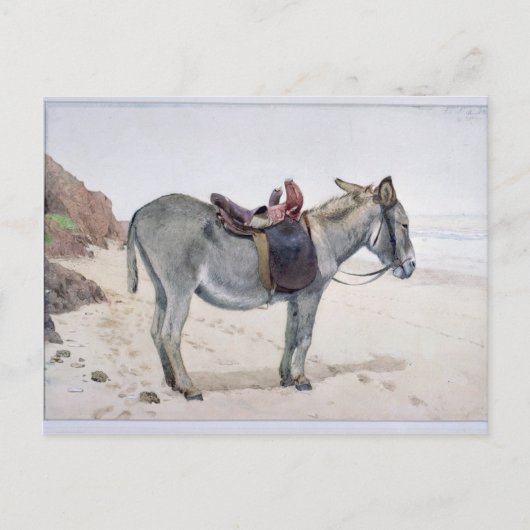 Tierstudien Postkarte (Vorderseite)