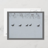 Tiervögel - Gänse 1 Postkarte (Vorne/Hinten)