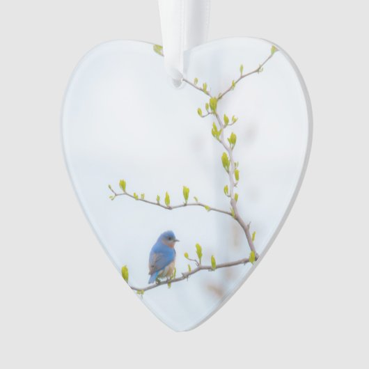 Tiervogel-Ostdrossel Ornament (Vorderseite)