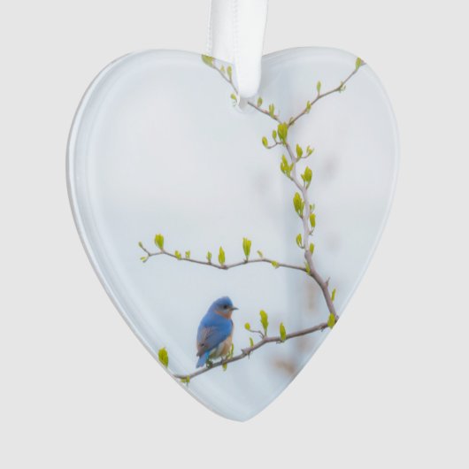 Tiervogel-Ostdrossel Ornament (Vorderseite)