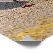 Tiervogel Schwarzkopfmöwe am Strand Poster (Ecke)