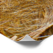 Tierwelt: Löwen und Löwen Poster (Ecke)