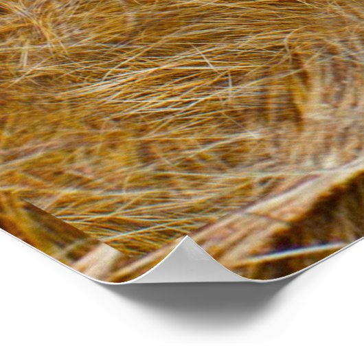 Tierwelt: Löwen und Löwen Poster (Ecke)