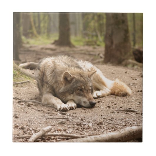 Tierwolf - Liebe Wildland Fliese (Vorderseite)
