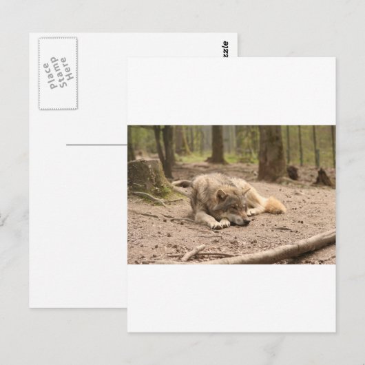 Tierwolf - Liebe Wildland Postkarte (Vorne/Hinten)