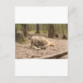 Tierwolf - Liebe Wildland Postkarte (Vorderseite)