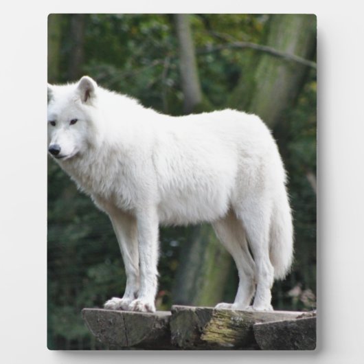 Tierwolf-Natur-FriedensLiebe-Schicksal Fotoplatte (Vorderseite)