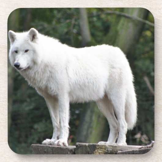 Tierwolf-Natur-FriedensLiebe-Schicksal Untersetzer (Vorderseite)