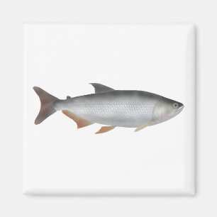 Tiete tetra magnet