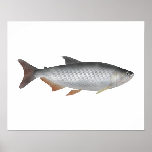 Tiete tetra poster (Vorne)