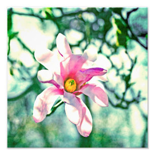Tiffany Magnolia Fotodruck