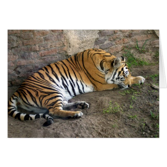Tiger (Vorderseite (Horizontal))