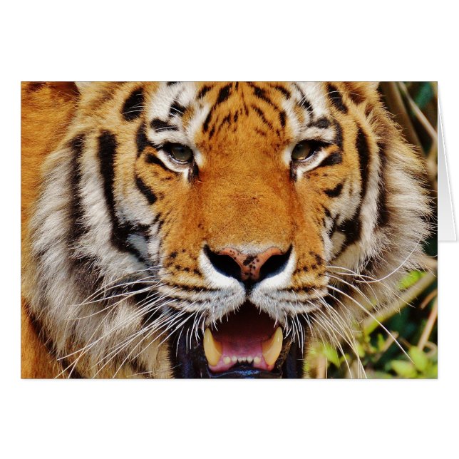 Tiger (Vorderseite (Horizontal))