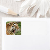 Tiger (Insitu)