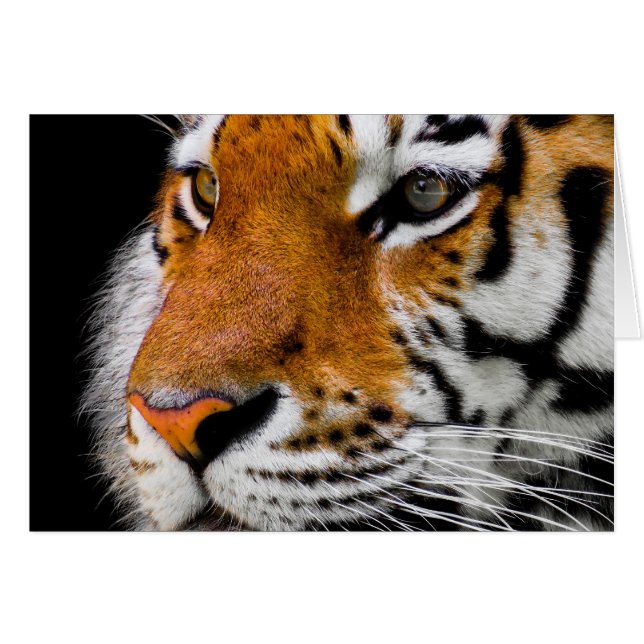 Tiger (Vorderseite (Horizontal))