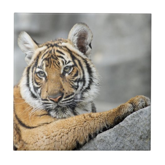 Tiger017 Fliese (Vorderseite)