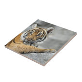 Tiger017 Fliese (Seite)