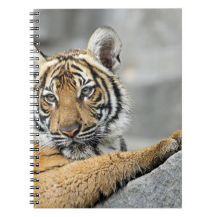 Tiger017 Notizblock