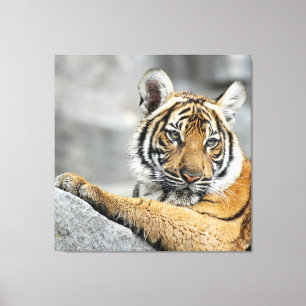 Tiger16 Leinwanddruck