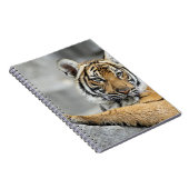 Tiger16 Notizblock (Rechte Seite)