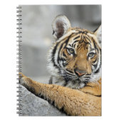 Tiger16 Notizblock (Vorderseite)